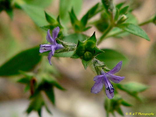 {Trichostema brachiatum}